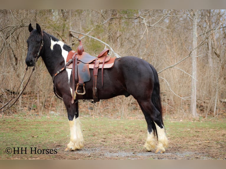 Arbeitspferd Wallach 4 Jahre 157 cm Tobiano-alle-Farben in Flemingsburg KY