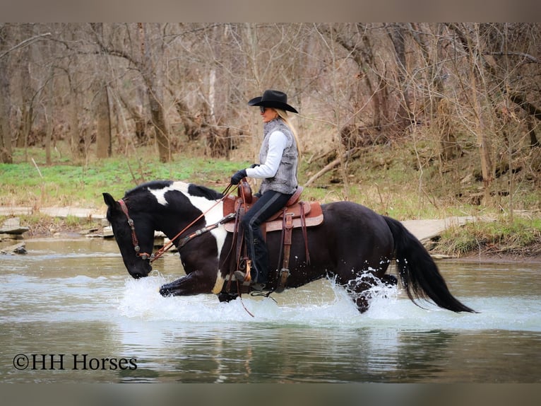 Arbeitspferd Wallach 4 Jahre 157 cm Tobiano-alle-Farben in Flemingsburg KY