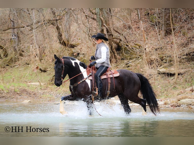 Arbeitspferd Wallach 4 Jahre 157 cm Tobiano-alle-Farben in Flemingsburg KY