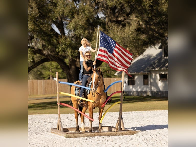 Arbeitspferd Mix Wallach 4 Jahre 160 cm Falbe in Ocala