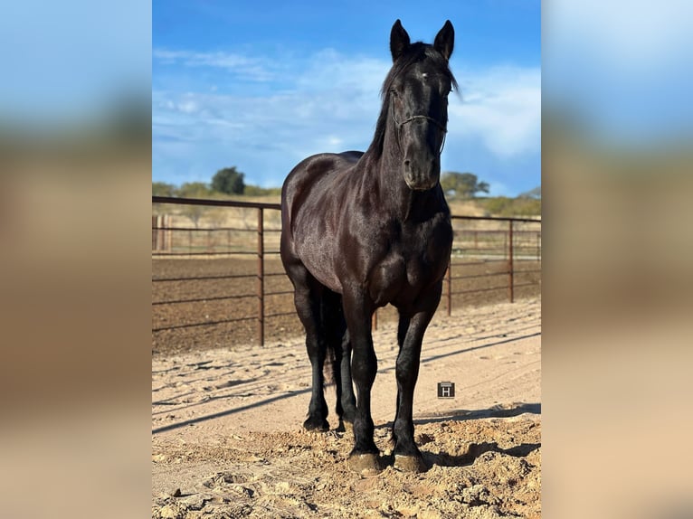 Arbeitspferd Wallach 4 Jahre 160 cm Rappe in Jacksboro TX