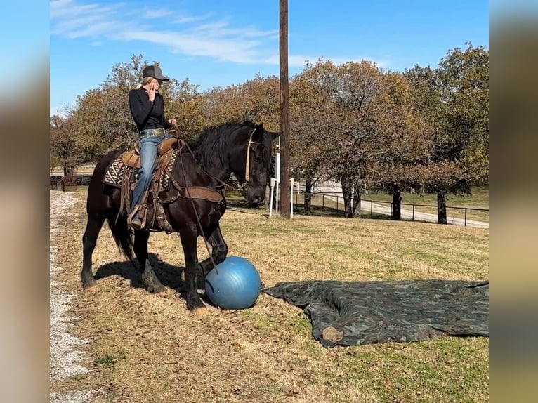 Arbeitspferd Wallach 4 Jahre 160 cm Rappe in Jacksboro TX