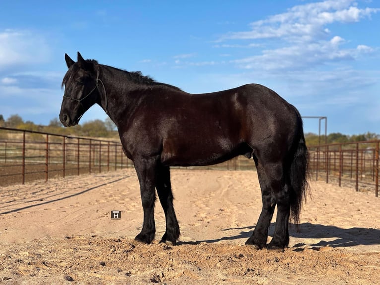 Arbeitspferd Wallach 4 Jahre 160 cm Rappe in Jacksboro TX