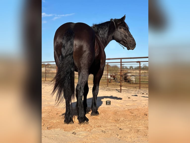 Arbeitspferd Wallach 4 Jahre 160 cm Rappe in Jacksboro TX