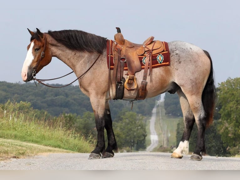 Arbeitspferd Mix Wallach 4 Jahre 160 cm Roan-Bay in Mount Vernon