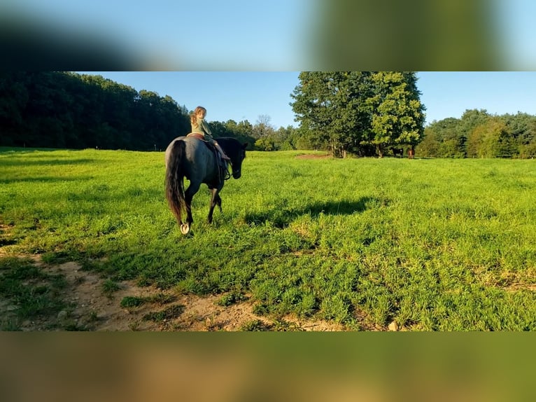 Arbeitspferd Mix Wallach 4 Jahre 160 cm Roan-Blue in Howard, PA