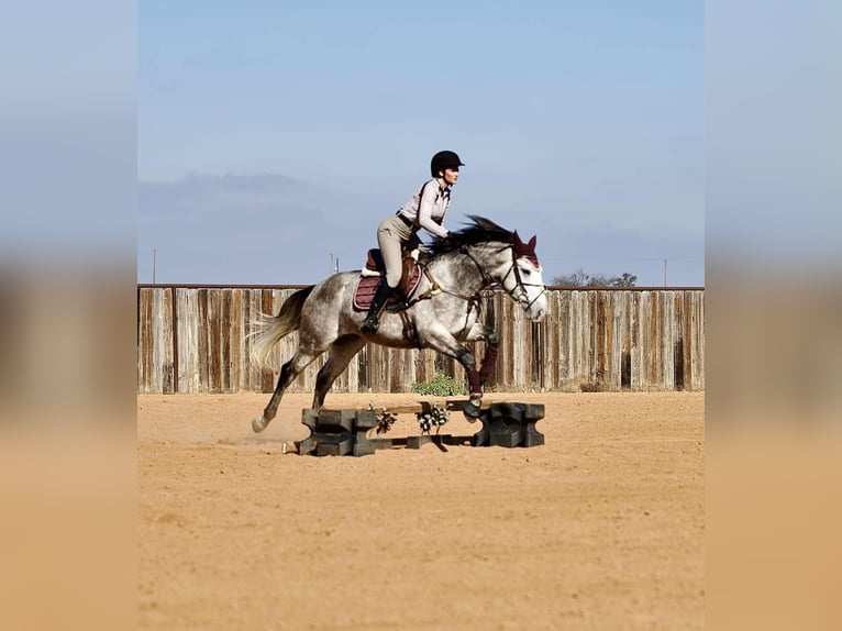 Arbeitspferd Mix Wallach 4 Jahre 160 cm Schimmel in Georgetown