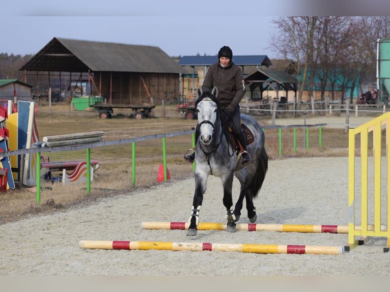 Arbeitspferd Mix Wallach 4 Jahre 160 cm Schimmel in Gönyű