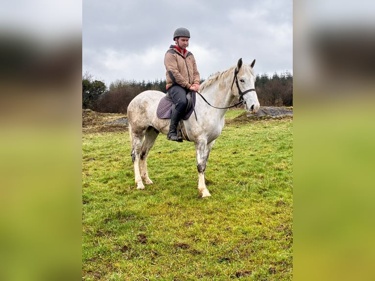 Arbeitspferd Wallach 4 Jahre 160 cm Schimmel in Sligo