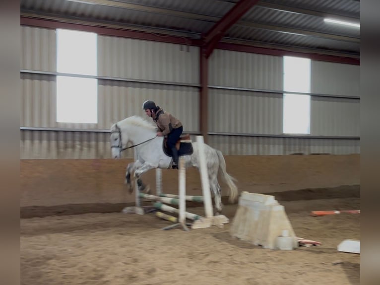 Arbeitspferd Wallach 4 Jahre 160 cm Schimmel in Sligo