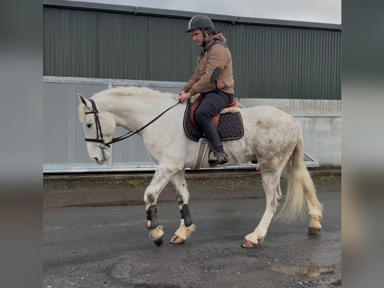 Arbeitspferd Wallach 4 Jahre 160 cm Schimmel in Sligo