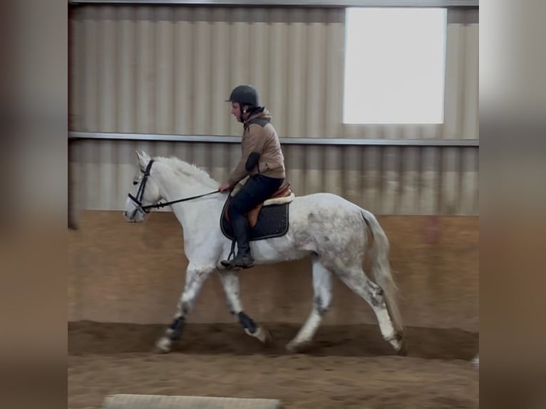 Arbeitspferd Wallach 4 Jahre 160 cm Schimmel in Sligo