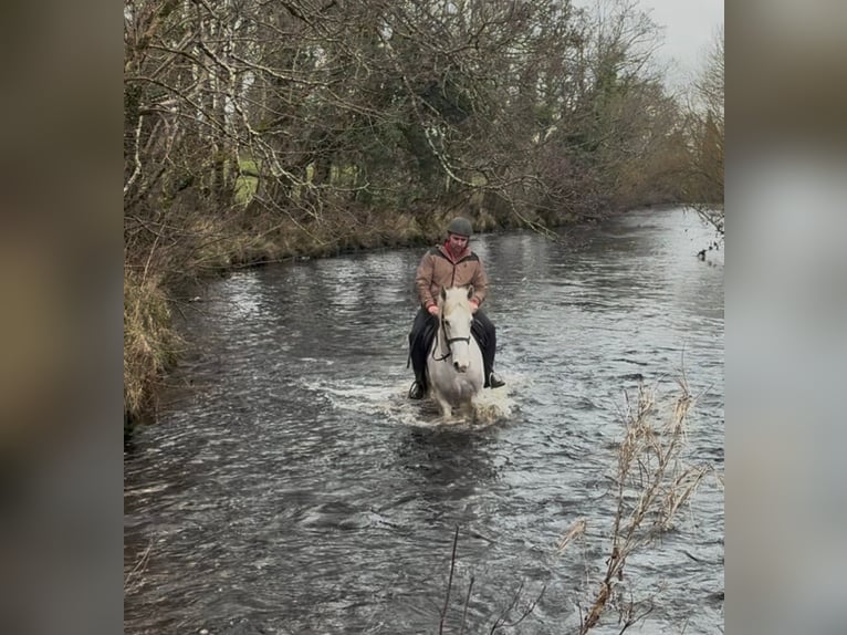 Arbeitspferd Wallach 4 Jahre 160 cm Schimmel in Sligo