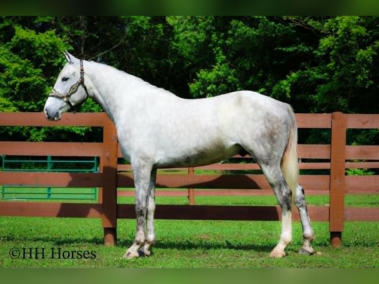 Arbeitspferd Wallach 4 Jahre 163 cm Apfelschimmel in Flemingsburg