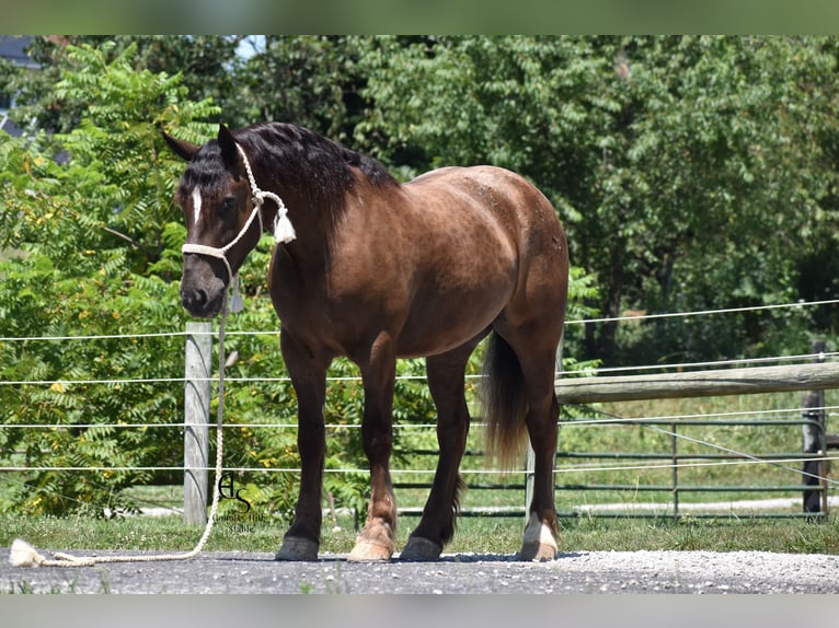 Arbeitspferd Mix Wallach 4 Jahre 163 cm Brauner in Baltic