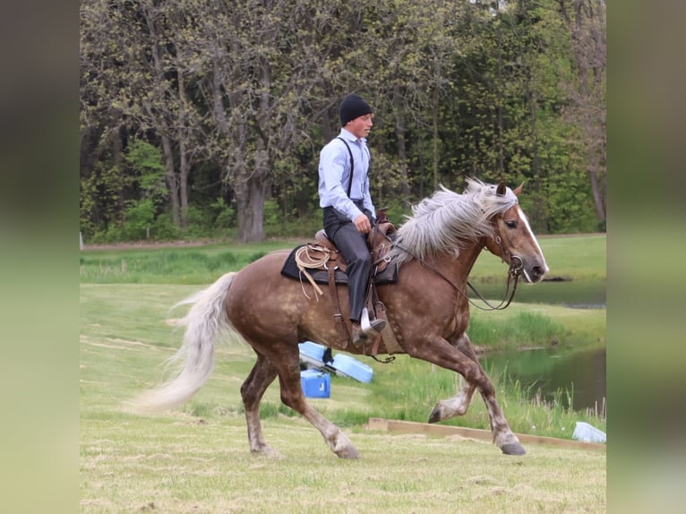Arbeitspferd Mix Wallach 4 Jahre 163 cm Palomino in Howell