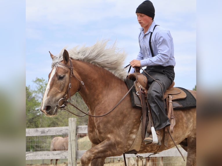 Arbeitspferd Mix Wallach 4 Jahre 163 cm Palomino in Howell