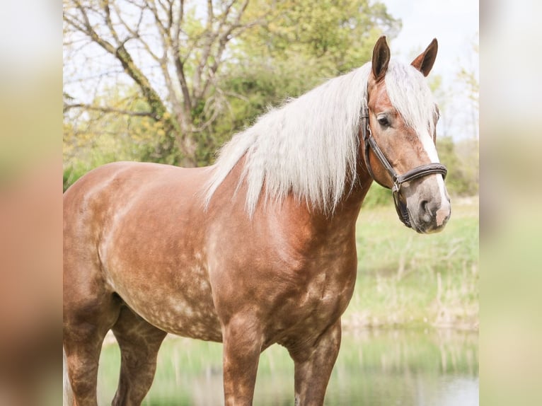 Arbeitspferd Mix Wallach 4 Jahre 163 cm Palomino in Howell