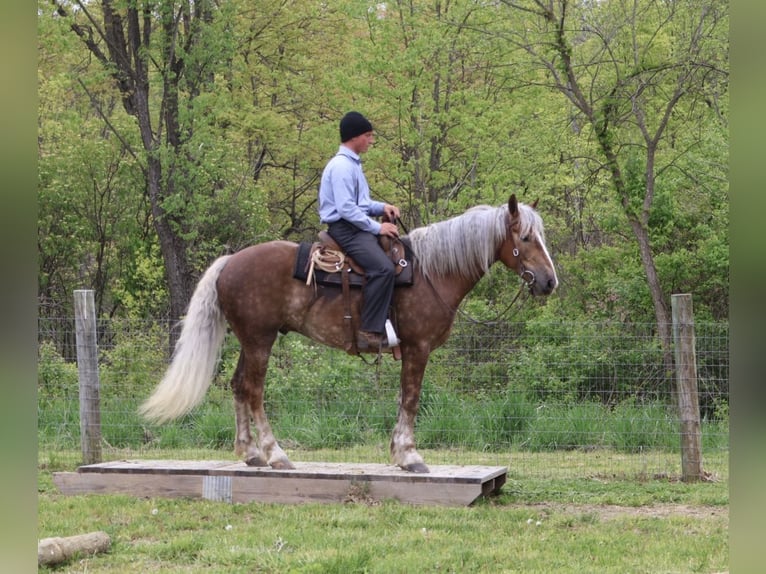 Arbeitspferd Mix Wallach 4 Jahre 163 cm Palomino in Howell