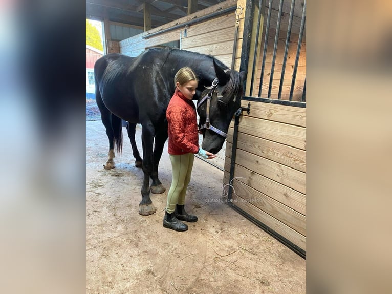 Arbeitspferd Wallach 4 Jahre 163 cm Rappe in Gettysburg, PA