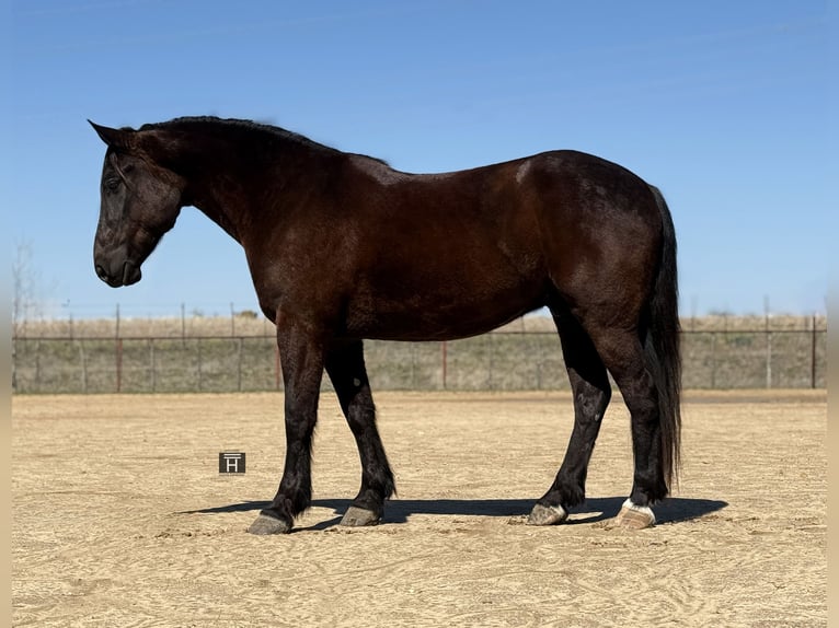 Arbeitspferd Mix Wallach 4 Jahre 163 cm Rappe in Weatherford