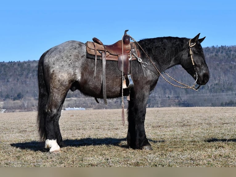 Arbeitspferd Mix Wallach 4 Jahre 163 cm Roan-Blue in Rebersburg, PA