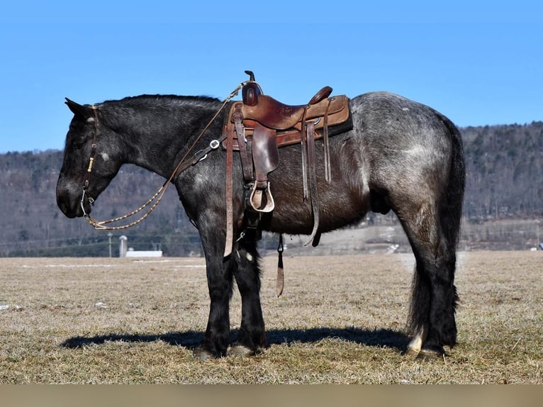 Arbeitspferd Mix Wallach 4 Jahre 163 cm Roan-Blue in Rebersburg, PA