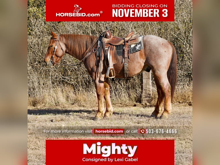 Arbeitspferd Mix Wallach 4 Jahre 163 cm Roan-Red in Stickney, SD Arbeitspferd Mix Wallach 4 Jahre 163 cm Roan-Red in Stickney, SD