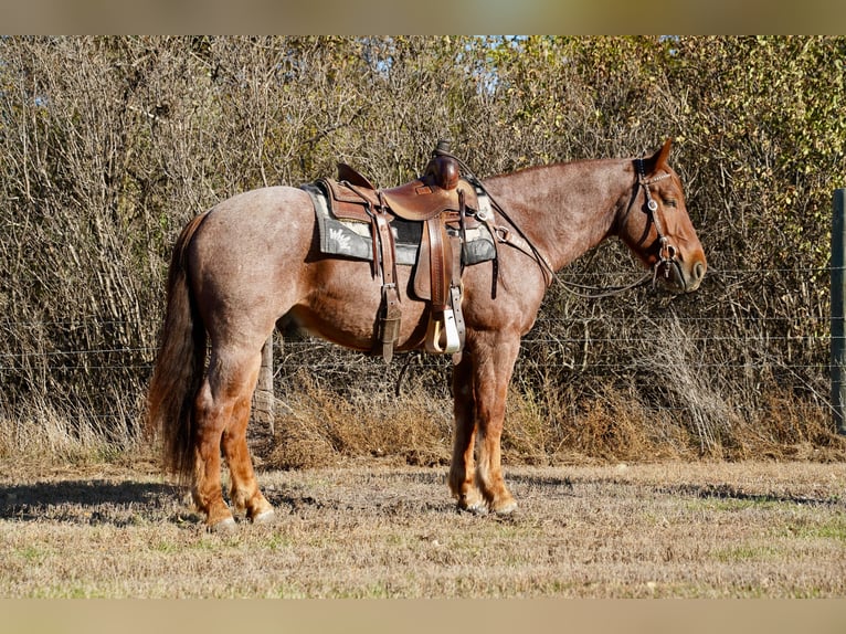 Arbeitspferd Mix Wallach 4 Jahre 163 cm Roan-Red in Stickney, SD Arbeitspferd Mix Wallach 4 Jahre 163 cm Roan-Red in Stickney, SD