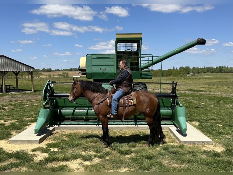 Arbeitspferd Mix Wallach 4 Jahre 163 cm Rotbrauner in Henderson