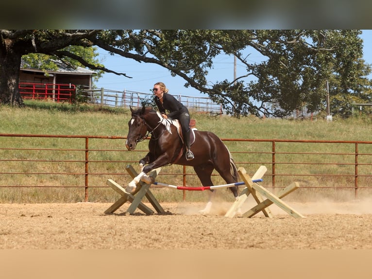 Arbeitspferd Mix Wallach 4 Jahre 163 cm Schecke in Quitman