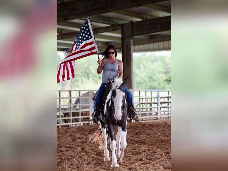 Arbeitspferd Wallach 4 Jahre 163 cm Tobiano-alle-Farben in Auburn, KY