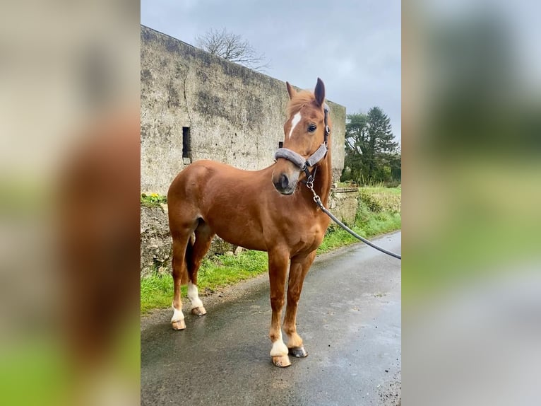 Arbeitspferd Wallach 4 Jahre 164 cm Dunkelfuchs in Sligo