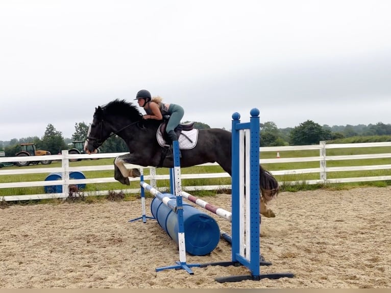 Arbeitspferd Wallach 4 Jahre 164 cm Roan-Blue in Mountrath, Co. Laois