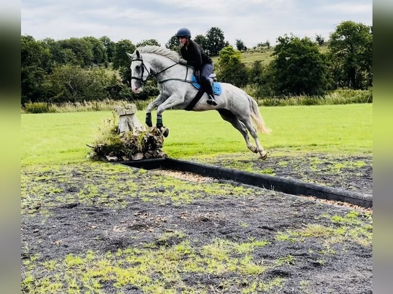 Arbeitspferd Wallach 4 Jahre 164 cm Schimmel in Sligo