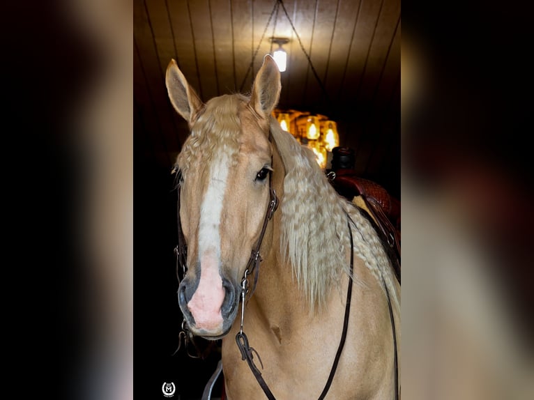 Arbeitspferd Wallach 4 Jahre 165 cm Palomino in Windom MN