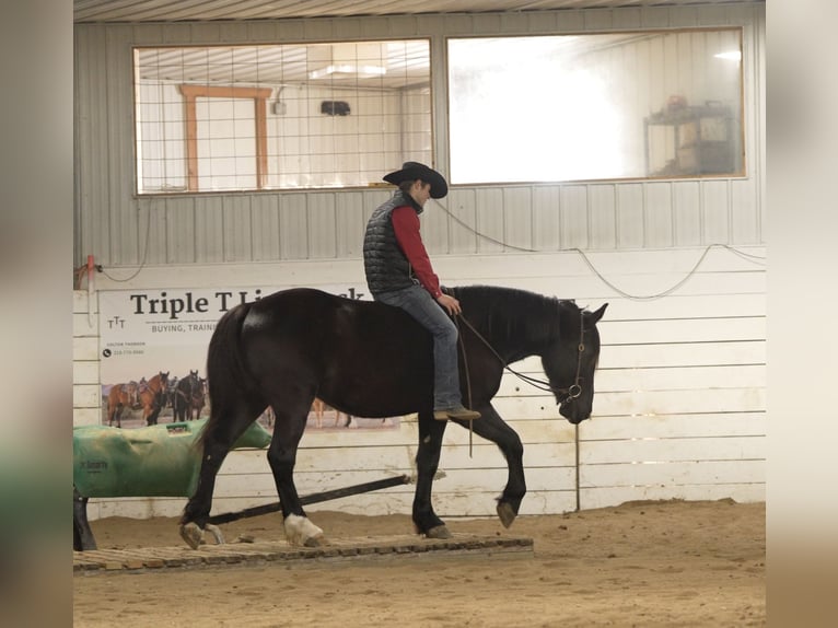 Arbeitspferd Mix Wallach 4 Jahre 165 cm Rappe in Nevis