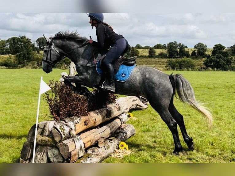Arbeitspferd Wallach 4 Jahre 165 cm Rappschimmel in Sligo
