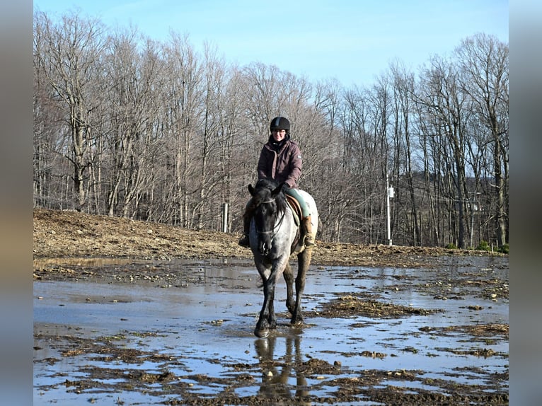Arbeitspferd Wallach 4 Jahre 165 cm Roan-Blue in Warsaw