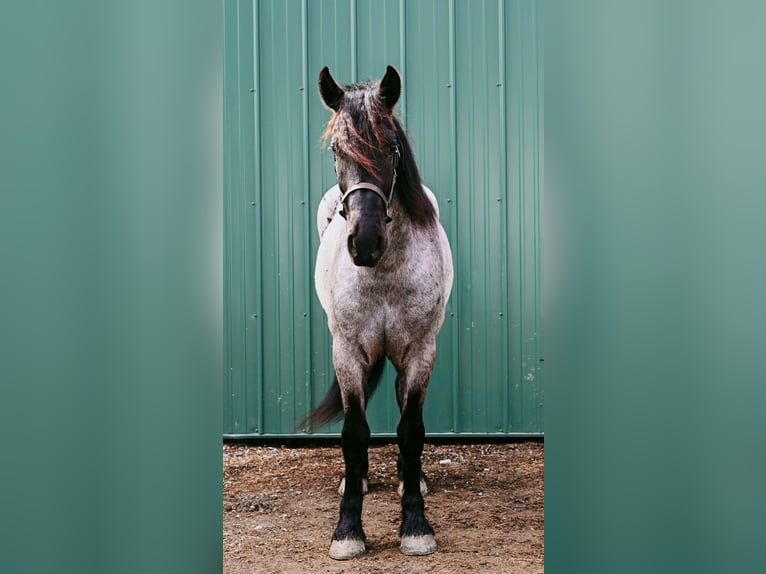 Arbeitspferd Wallach 4 Jahre 165 cm Roan-Blue in Warsaw