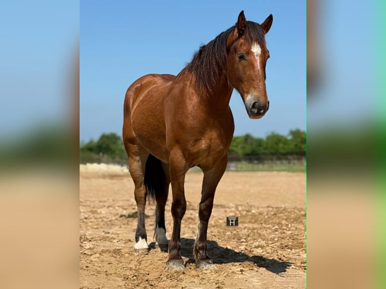 Arbeitspferd Wallach 4 Jahre 165 cm Rotbrauner in Weatherford