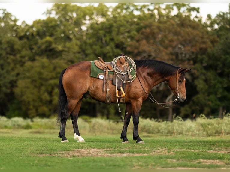 Arbeitspferd Mix Wallach 4 Jahre 165 cm Rotbrauner in De Kalb, TX