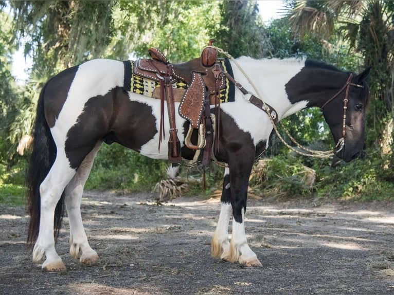 Arbeitspferd Wallach 4 Jahre 165 cm in Ocala, FL1