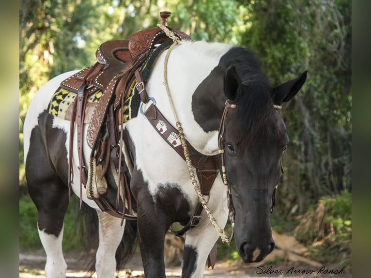 Arbeitspferd Wallach 4 Jahre 165 cm in Ocala, FL1