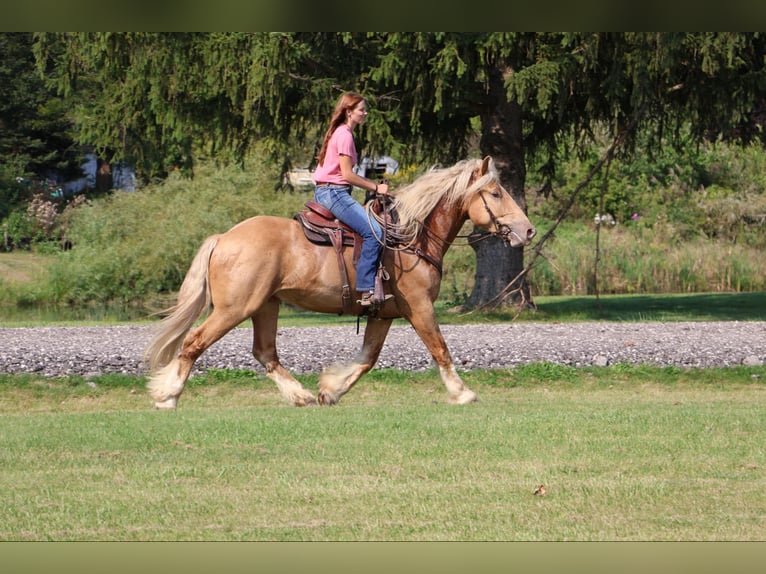 Arbeitspferd Wallach 4 Jahre 168 cm Palomino in Howell, MI