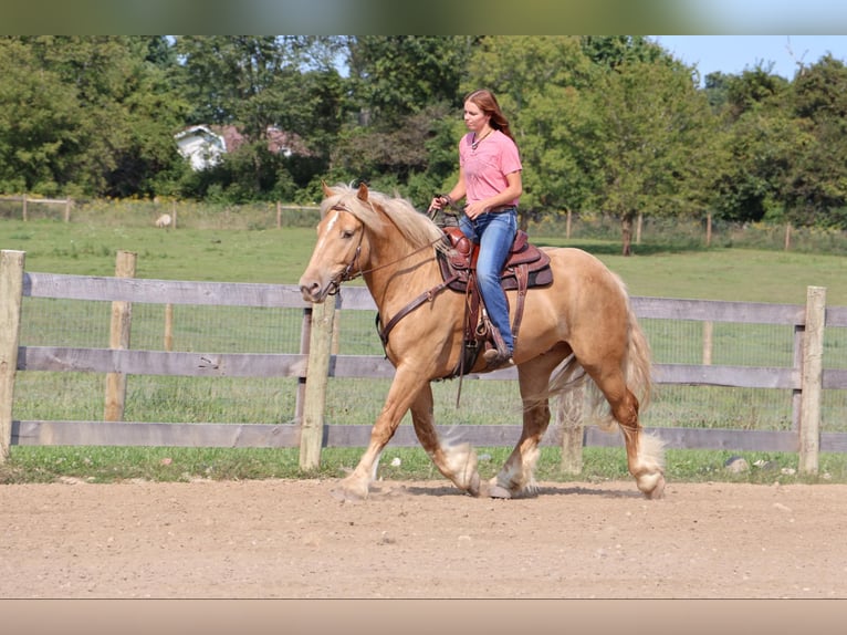 Arbeitspferd Wallach 4 Jahre 168 cm Palomino in Howell, MI