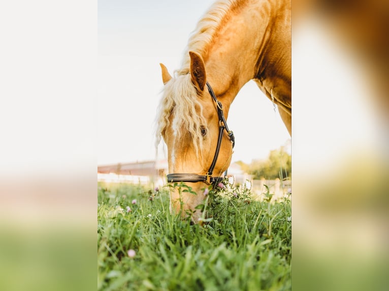 Arbeitspferd Wallach 4 Jahre 168 cm Palomino in Howell, MI