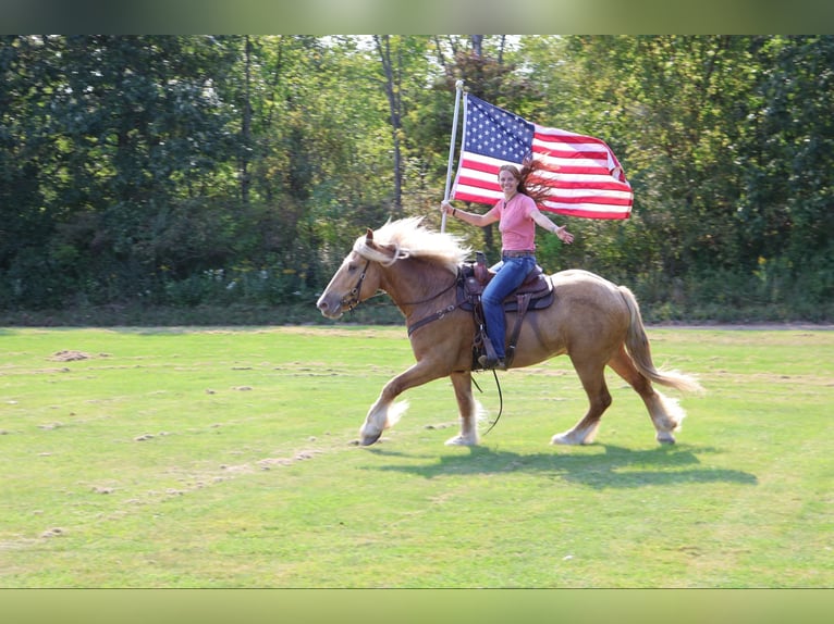 Arbeitspferd Wallach 4 Jahre 168 cm Palomino in Howell, MI