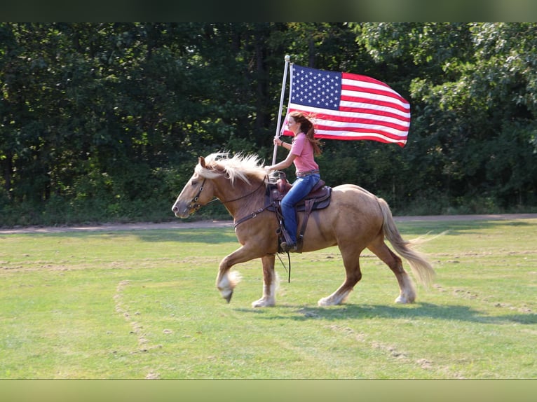 Arbeitspferd Wallach 4 Jahre 168 cm Palomino in Howell, MI