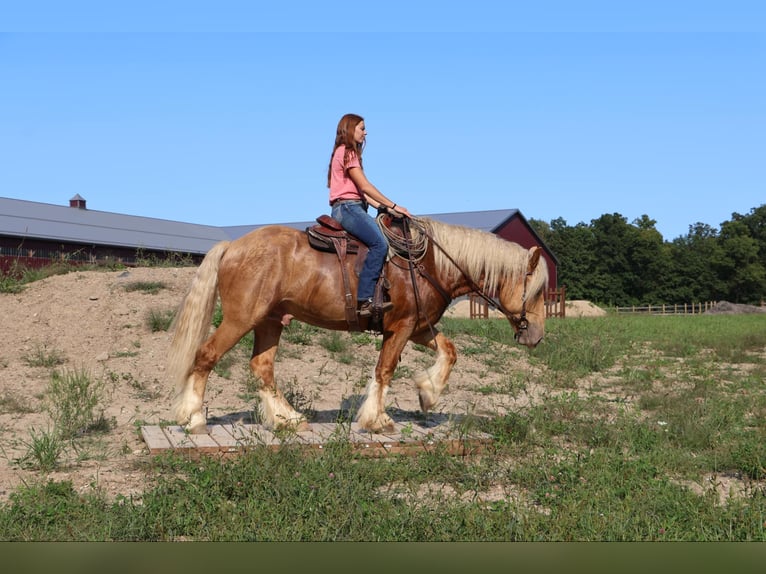 Arbeitspferd Wallach 4 Jahre 168 cm Palomino in Howell, MI